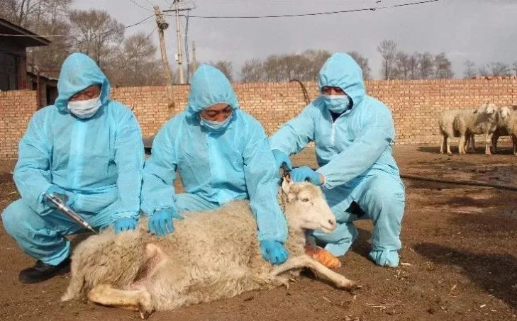 春季羊胀气多发，羊胀气怎么治疗？