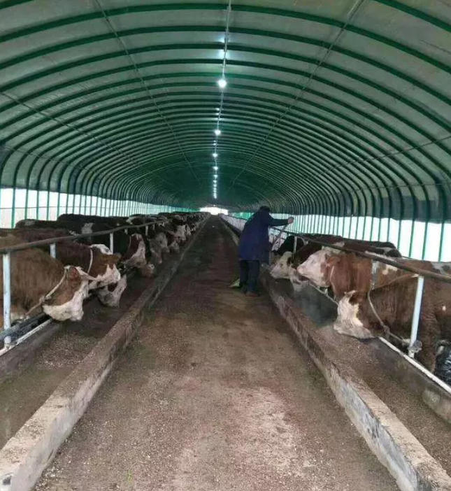 养牛的朋友进来看看，新建的牛棚，欢迎大家点评！