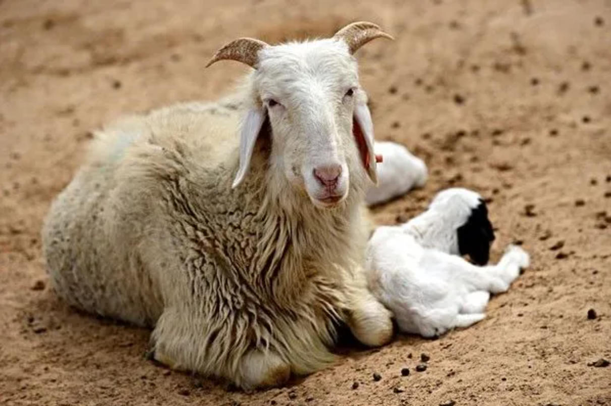 母羊产后不爱吃食，常见的原因有以下几种：