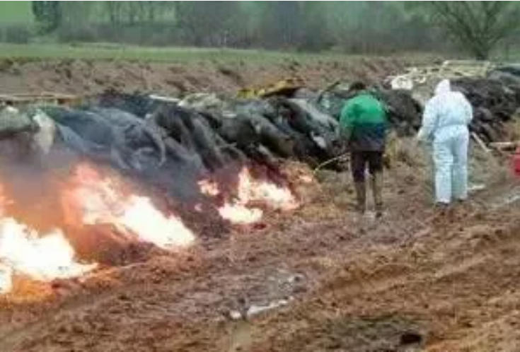 口蹄疫3天病死7头牛，怎么治疗！！