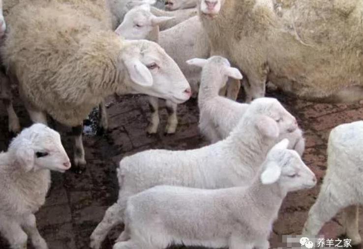 羔羊站不起来腿软要重视，有可能是这三种病！