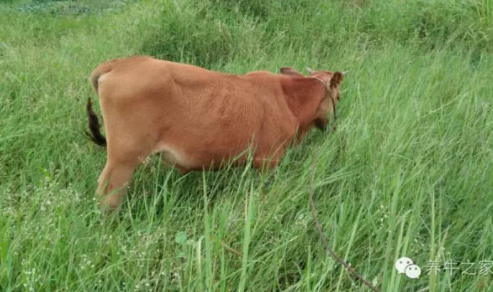 分享一下：瘦牛、老牛快速催肥复壮方法！