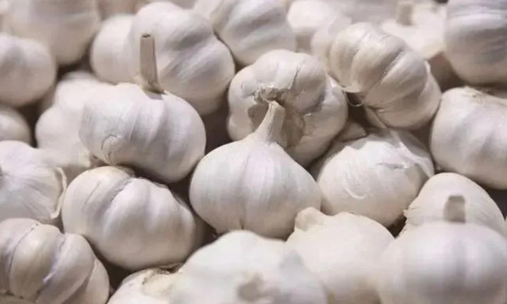 今天才知道，大蒜喂牛原来有这么多好处！