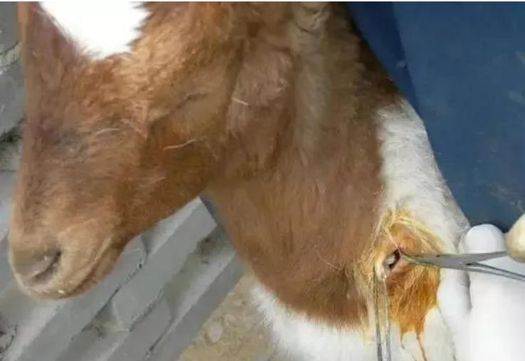 羊身上长脓包是什么原因？怎么治？