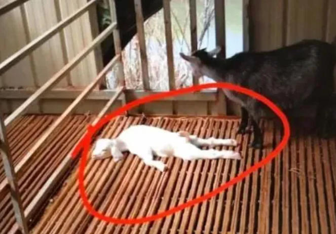 羔羊瘫软死亡率高达40-60％，预防很重要！