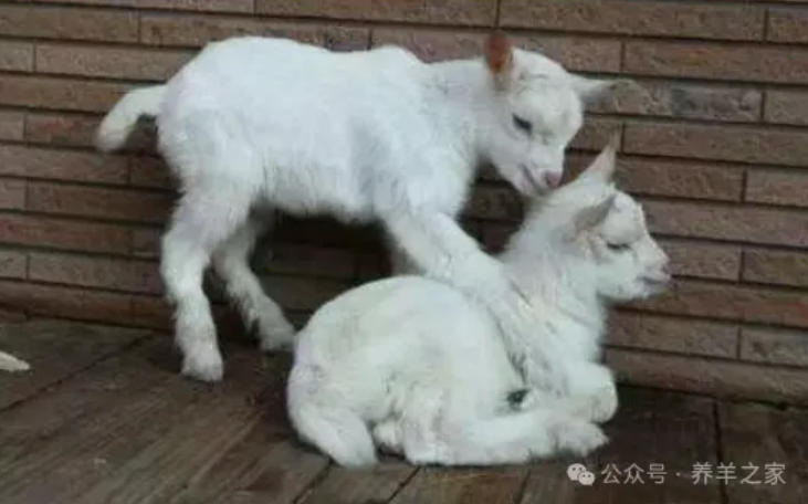 羔羊肺炎、羔羊痢疾、羔羊瘫软3种羔羊常见病治疗方法