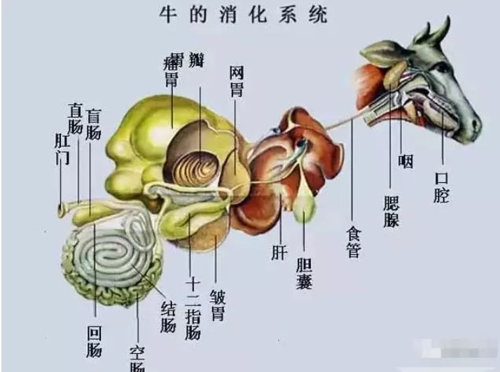 牛误食塑料薄膜怎么办？别急！这样处理……