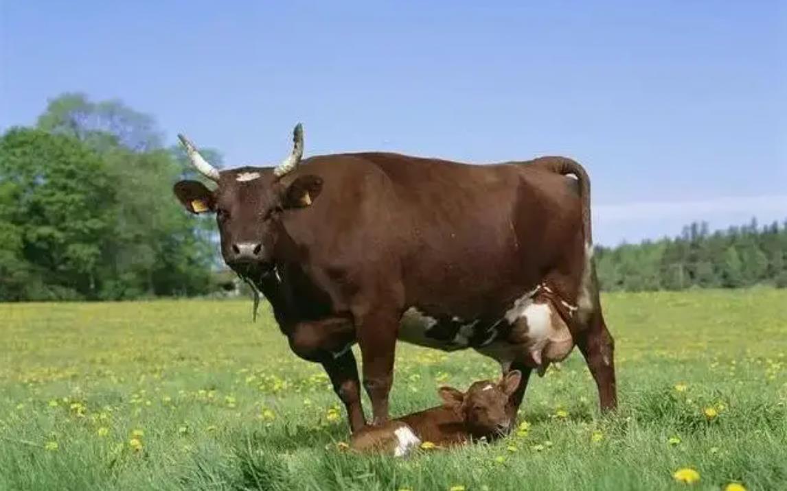 牛老板，您知道牛强度育肥吗？