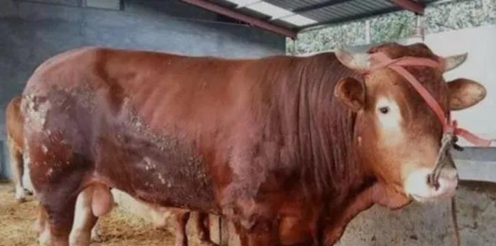 肉牛肚子涨，不排尿？你就这样做！
