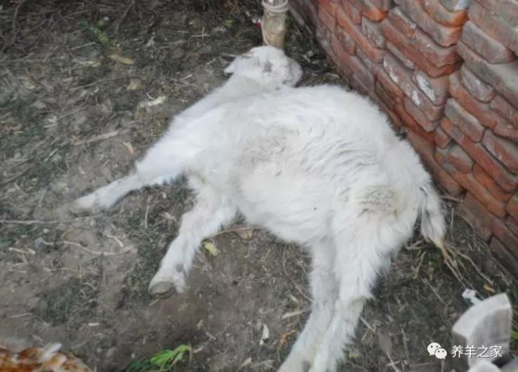 羊拉完黑稀就死！是什么病？